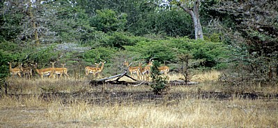 Impalas (Aepyceros melampus) - Selous Wildreservat