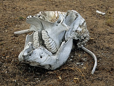 Elefantenschädel - Selous Wildreservat