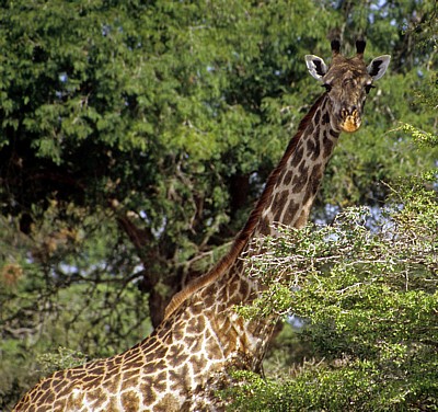Massai-Giraffe (Giraffa camelopardalis tippelskirchi) - Selous Wildreservat
