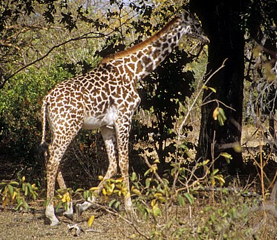 Junge Massai-Giraffe (Giraffa camelopardalis tippelskirchi) - Selous Wildreservat