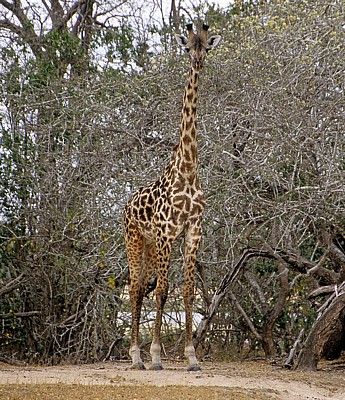 Massai-Giraffe (Giraffa camelopardalis tippelskirchi) - Selous Wildreservat