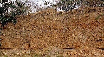 Steilufer mit Bienenfresser-Nestanlage (Höhlen) - Rufiji