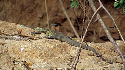 Waran (Varanus) - Rufiji