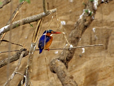 Hauben-Zwergfischer (Malachit-Eisvogel, Alcedo cristata) - Rufiji