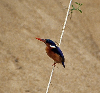 Hauben-Zwergfischer (Malachit-Eisvogel, Alcedo cristata) - Rufiji