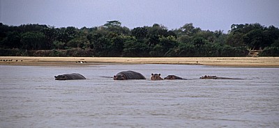 Flußpferde (Hippopotamus amphibius) - Rufiji