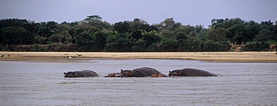Flußpferde (Hippopotamus amphibius) - Rufiji