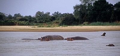 Flußpferde (Hippopotamus amphibius) - Rufiji