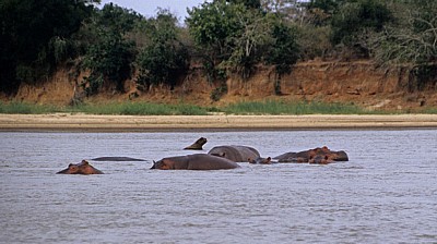 Flußpferde (Hippopotamus amphibius) - Rufiji