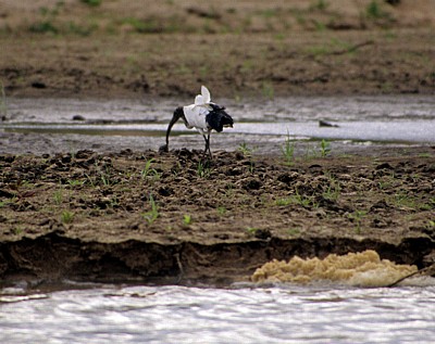 Heiliger Ibis (Threskiornis aethiopicus) - Rufiji
