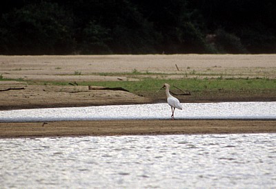 Schmalschnabellöffler (Afrikanischer Löffler, Rosenfußlöffler, Platalea alba) - Rufiji