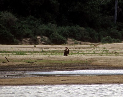 Ohrengeier (Aegypius tracheliotus, Torgos tracheliotus) - Rufiji