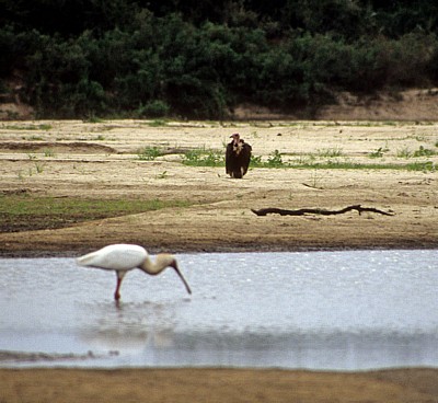 Ohrengeier (Aegypius tracheliotus, Torgos tracheliotus) - Rufiji