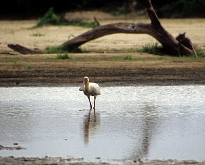 Schmalschnabellöffler (Afrikanischer Löffler, Rosenfußlöffler, Platalea alba) - Rufiji