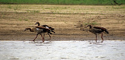 Nilgänse (Alopochen aegyptiacus) - Rufiji