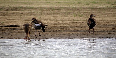 Nilgänse (Alopochen aegyptiacus) - Rufiji