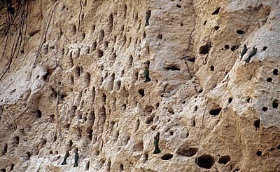 Bienenfresser (Merops apiaster) an ihrer Nestanlage (Höhlen) - Rufiji