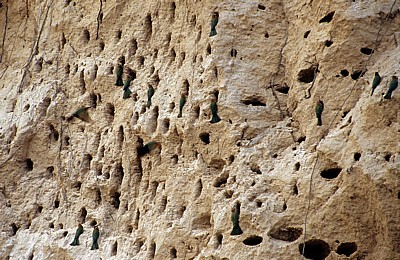 Bienenfresser (Merops apiaster) an ihrer Nestanlage (Höhlen) - Rufiji