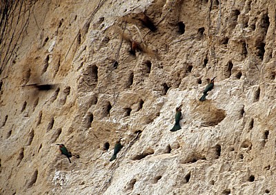 Bienenfresser (Merops apiaster) an ihrer Nestanlage (Höhlen) - Rufiji