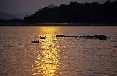 Flußpferde (Hippopotamus amphibius) im Sonnenuntergang - Rufiji
