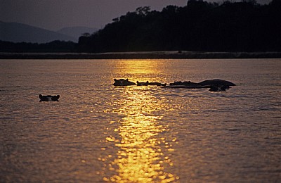 Flußpferde (Hippopotamus amphibius) im Sonnenuntergang - Rufiji