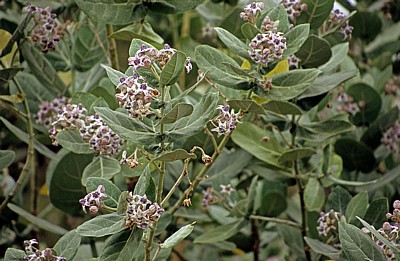 Blühendes Nachtschattengewächs (Solanum) - Pwani Region