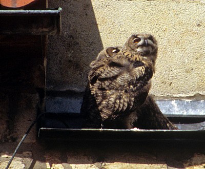 Dom St. Peter: Junge Uhus (Bubo bubo) - Osnabrück