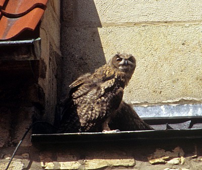 Dom St. Peter: Junge Uhus (Bubo bubo) - Osnabrück