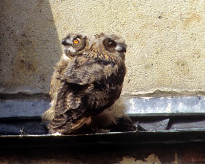 Dom St. Peter: Junge Uhus (Bubo bubo) - Osnabrück
