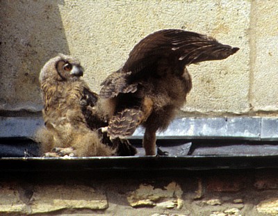 Dom St. Peter: Junge Uhus (Bubo bubo) - Osnabrück