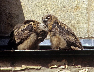 Dom St. Peter: Junge Uhus (Bubo bubo) - Osnabrück