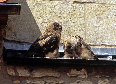 Dom St. Peter: Junge Uhus (Bubo bubo) - Osnabrück