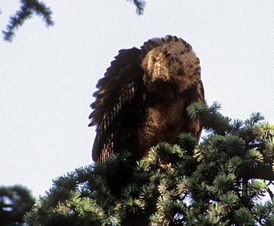 Dom St. Peter: Uhu (Bubo bubo) - Osnabrück