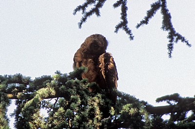 Dom St. Peter: Uhu (Bubo bubo) - Osnabrück