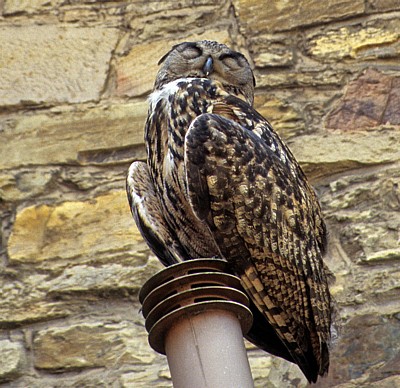 Dom St. Peter: Uhu (Bubo bubo) - Osnabrück