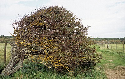 Weißdorn (Crataegus) - Formby