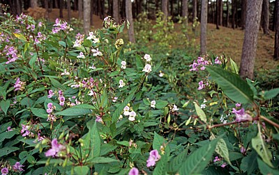 Drüsiges Springkraut (Impatiens glandulifera) - Formby