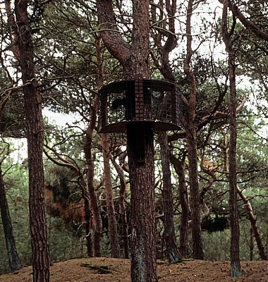 Red Squirrel Walk - Formby