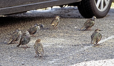 Crosby Beach: Parkplatz - Stare (Sturnus vulgaris) - Crosby