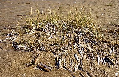 Beach (Strand): Amerikanische Scheidenmuscheln (Gerade Scheidenmuscheln, Ensis directus) - Southport