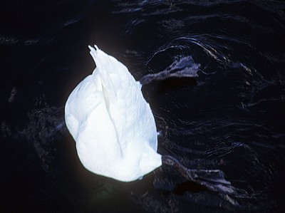 Marine Lake: Tauchender Höckerschwan (Cygnus olor) - Southport