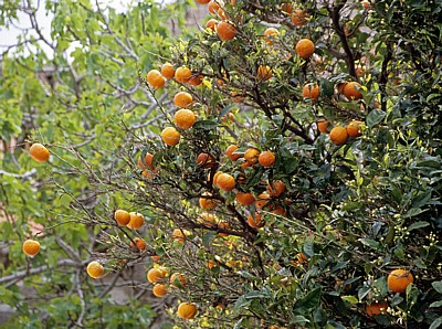 Stari Grad (Altstadt): Blick von der Stadtmauer - Orangenbaum (Citrus sinensis) mit Früchten - Dubrovnik