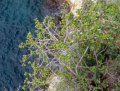 Stari Grad (Altstadt): Blick von der Stadtmauer - Echter Feigenbaum (Ficus carica) - Dubrovnik