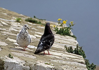 Stari Grad (Altstadt): Stadtmauer - Stadttauben (Columba livia forma domestica) - Dubrovnik