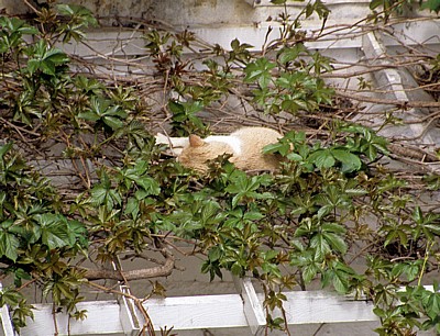 Stari Grad (Altstadt): Blick von der Stadtmauer - Schlafende Katze auf einem Dach - Dubrovnik