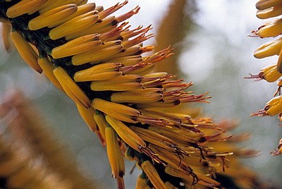 Arboretum von Trsteno: Echte Aloe (Aloe vera) - Blüte - Trsteno