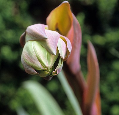 Arboretum von Trsteno: Amaryllis-Knospe (Amaryllidaceae) - Trsteno