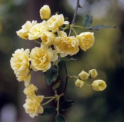 Arboretum von Trsteno: Gelbe Rosen (Rosa) - Trsteno