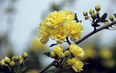 Arboretum von Trsteno: Gelbe Rosen (Rosa) - Trsteno