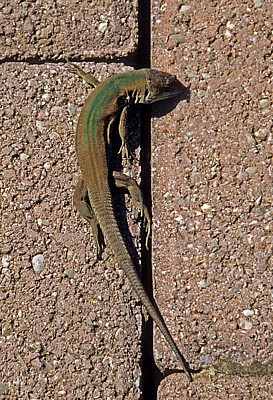 Echte Eidechse (Lacertidae) - Medjugorje